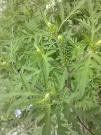 flower ragweed.jpg